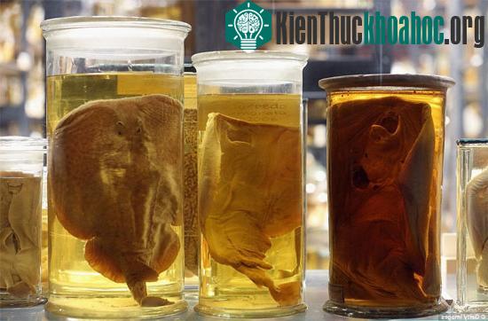 Những chú cá đuối.