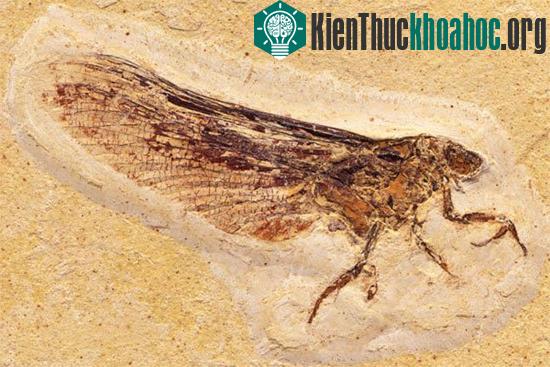 Tìm hiểu về sự hình thành hoá thạch trong tự nhiên (1)