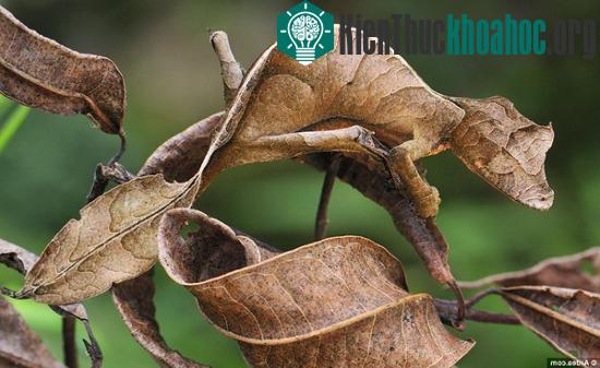 Bạn có thấy chú tắc kè hoa?