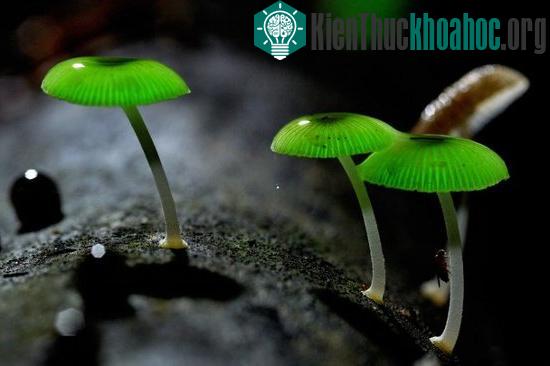 Nấm phát sáng Yakotake.