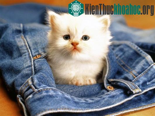 Vì sao con người hay bị mất kiểm soát trước "sự đáng yêu"?