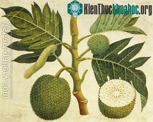 Sự tích trái cây qua các truyện kể dân gian thế giới