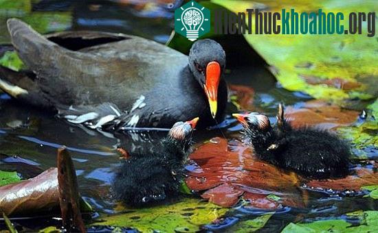 Chim sâm cầm có lông đầu, lông cổ màu đen, lưng có mảng lông màu xanh xám (xanh chì). Phía dưới bụng cũng là màu xanh xám nhưng nhạt hơn, đuôi và ngực, lông thẫm lại, phía dưới bụng lông lại sáng l...