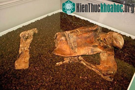 Hình ảnh xác ướp Lindow Man được trưng bày tại Viện Bảo tàng Anh Quốc vào tháng 6/2010