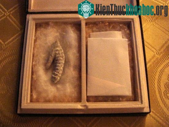 Vật được cho là dương vật lưu lạc của hoàng đế quá cố