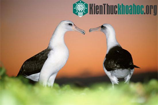 Những đặc trưng “rất” con người ở động vật có thể bạn chưa biết
