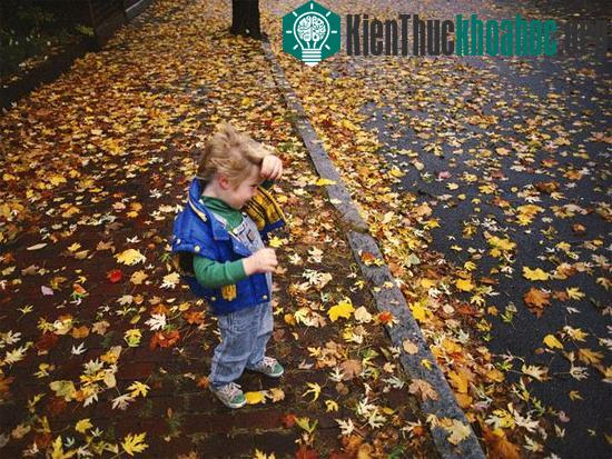 Giải mã bí ẩn "mùa thu lá rơi vàng"
