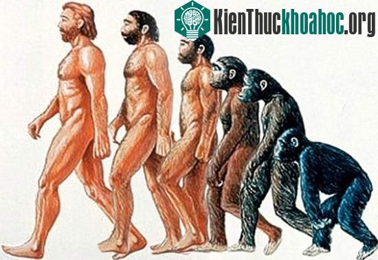 Tìm hiểu về sự hình thành hoá thạch trong tự nhiên (2)