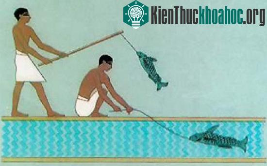Câu cá