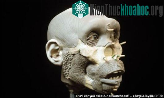 Quá trình tạo hình tuân thủ 2 bước: tìm đặc điểm chung của nhóm người cùng cấu tạo hộp sọ và phát triển các đặc điểm nhận dạng riêng biệt cho từng cá thể.