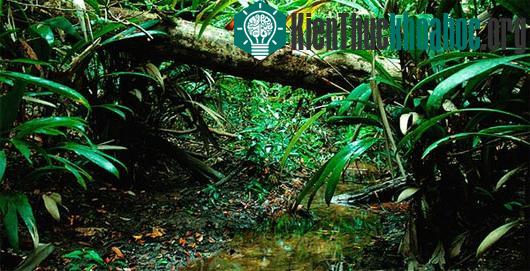 Amazon là khu dự trữ sinh quyển lớn nhất thế giới