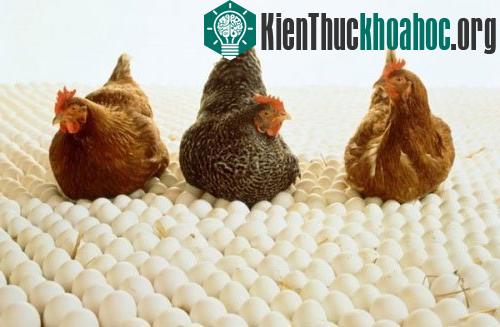 Những thí nghiệm biến đổi gen điên rồ nhất trong lịch sử