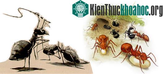 Một số điểm tương đồng giữa kiến và người mà chúng ta chưa biết
