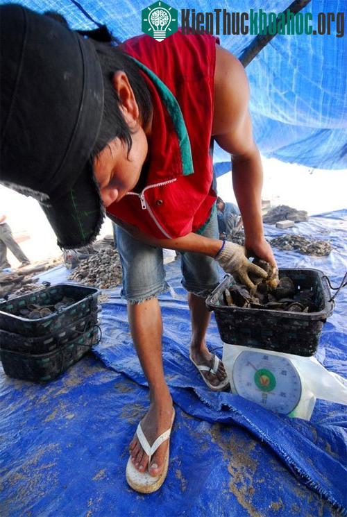Và theo dõi trọng lượng phát triển để chuẩn bị "sức khỏe" cấy nhân
