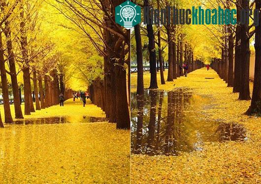 Các con đường mùa thu lãng mạn vòng quanh thế giới