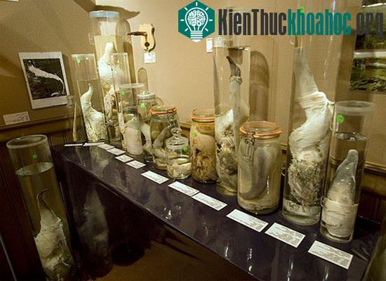 Bảo tàng trưng bày “của quý”