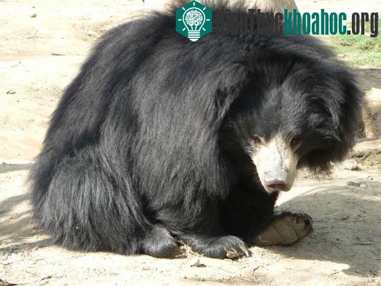 Những sự thật thú vị về loài gấu ít người biết đến