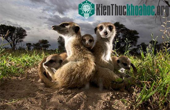 Những đặc trưng “rất” con người ở động vật có thể bạn chưa biết