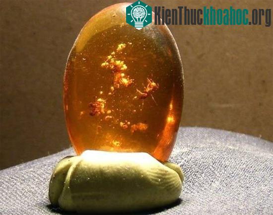 Tìm hiểu về sự hình thành hoá thạch trong tự nhiên (1)