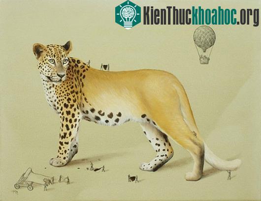 Bộ lông của báo đốm được tạo ra bởi sự tỉ mỉ của những chú thợ nhỏ bé, dũng cảm