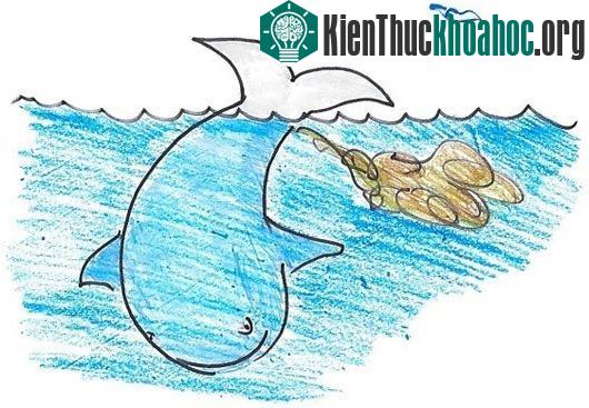 Vì sao cá voi "ăn phân no, không lo chết đói"?