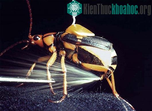 Cảnh tượng phun lửa của bọ pháo thủ
