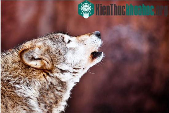 Những đặc trưng “rất” con người ở động vật có thể bạn chưa biết