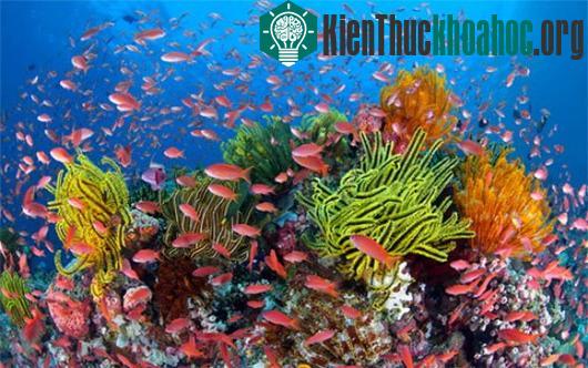 Rạn Great Barrier nổi bật với các loài san hô và cá nhiều màu sắc