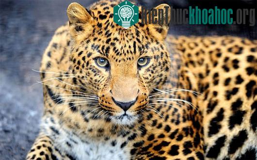 Giải thích vui: Điều hiển nhiên của động vật nhưng chẳng ai biết