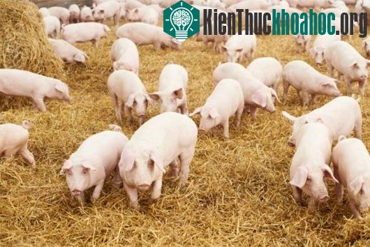 Những công dụng không ngờ của nước tiểu