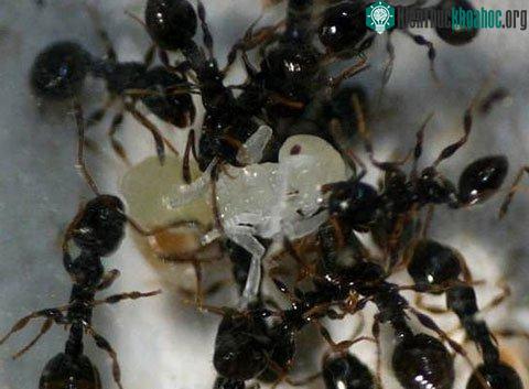 Một số điểm tương đồng giữa kiến và người mà chúng ta chưa biết