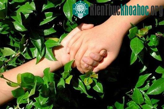 Những thụ thể dưới da không phân bổ đều khắp cơ thể