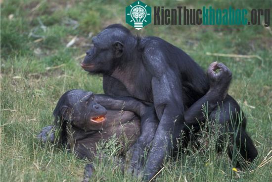 Những đặc trưng “rất” con người ở động vật có thể bạn chưa biết