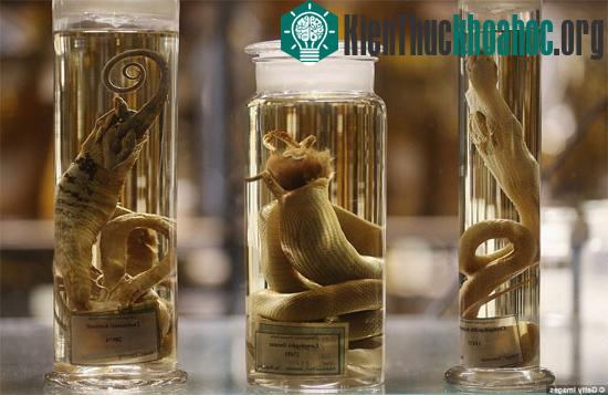 Những chú rắn ở miền nhiệt đới với con mồi vẫn còn đang nằm trong miệng.