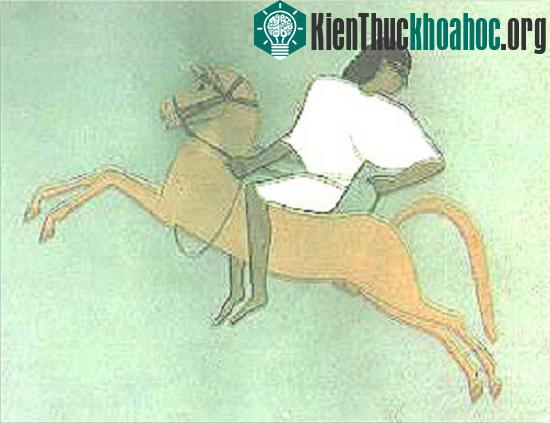 Cưỡi ngựa