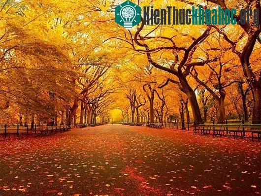 Các con đường mùa thu lãng mạn vòng quanh thế giới