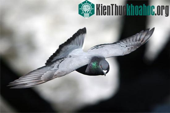 Những đặc trưng “rất” con người ở động vật có thể bạn chưa biết