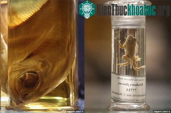 Một loài động vật thuộc họ nhà cóc, sống ở vùng Trung Âu và Tây Á (trái). Một chú cá mắt lồi (phải).