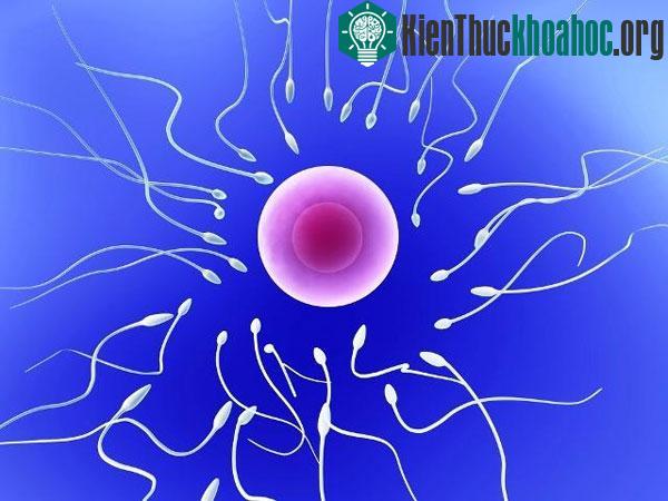 6 sự thật kỳ quái và thú vị về “tinh binh”