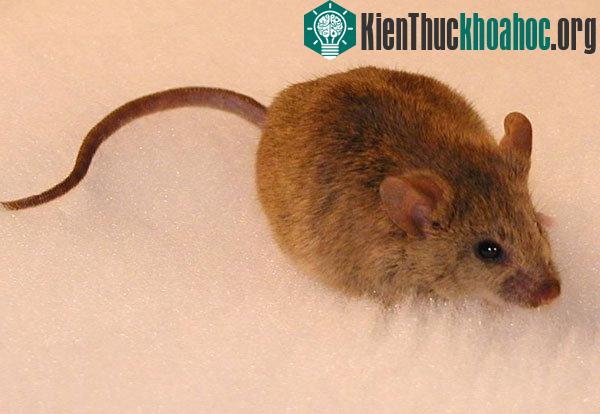 Những điều thú vị ít ai biết về loài chuột
