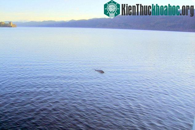 Thuyền trưởng George Edwards khẳng định đây chính là con quái thú sống tại hồ Loch Ness mà nhiều người đang tìm kiếm. (Ảnh: Cascade News)