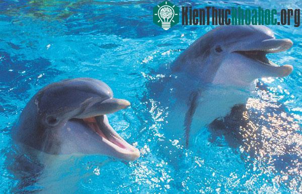 Cá heo được các nhà khoa học đánh giá thông minh chỉ sau con người