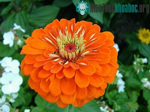 Hoa giúp con người cởi mở hơn