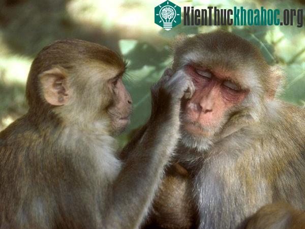 Chức năng ngôn ngữ bắt nguồn biểu hiện khuôn mặt