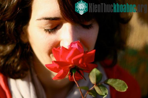 Nhắm mắt khi ngửi không có nghĩa là bạn có thể cảm nhận được trọn vẹn mùi hương của hoa.