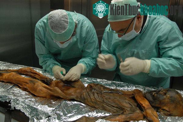 Tiến sĩ Albert Zink (phải) và đồng nghiệp đang tiến hành lấy một mẫu xương hông từ Người băng. (Ảnh: Samadelli Marco/EURAC)