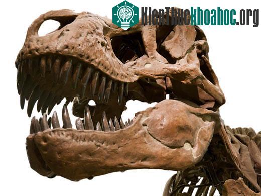Trước khi tấn công, T-rex thường “cười đểu” với con mồi