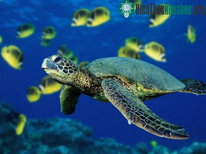 Những sinh vật dựa vào từ trường để di trú như rùa, có thể bị mất phương hướng khi trái đất đảo cực