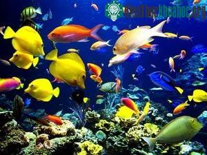 Đại dương không phải nơi bắt đầu sự sống dạng tế bào