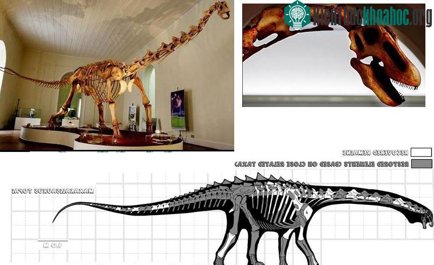 Một bộ xương của loài khủng long ăn cỏ Maxakalisaurus topai, nặng 9 tấn và dài 13m